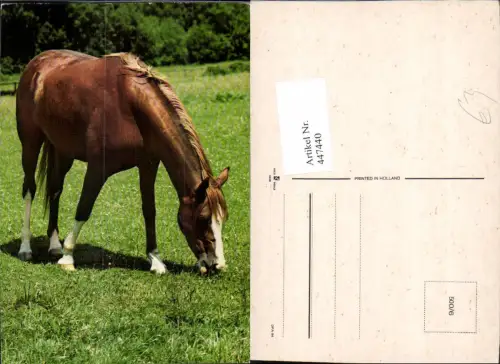 447440,Tier Pferd