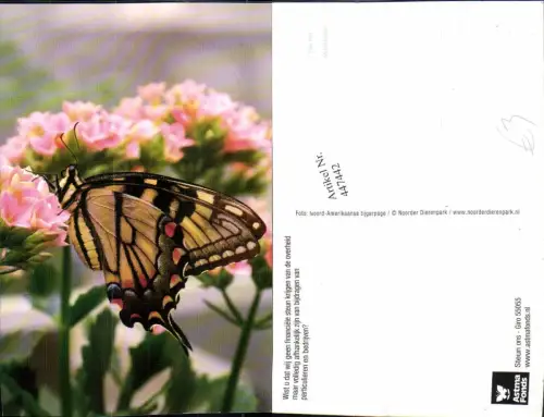 447442,Tier Schmetterling Schwalbenschwanz