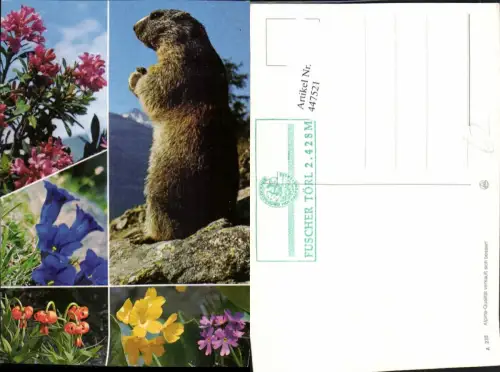 447521,Tier Murmeltier Alpenblumen Blumen Enzian Mehrbildkarte