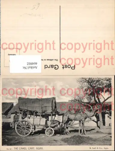 464802,Tiergespann The Camel Cart Agra Kamelgespann