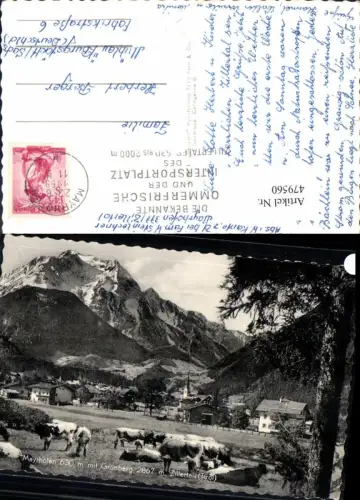 479560,Mayrhofen m. Grünberg Rinder Herde Kühe auf Weide