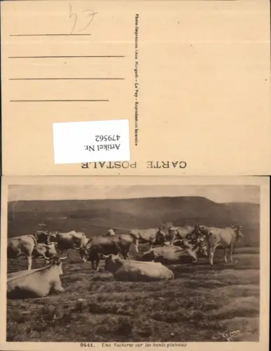 479562,Une Vacherie sur les hauts plateau Rinder Kühe Landschaft