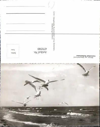 479580,Foto Ak Möwen Möven a. Meeresstrand Kellenhusen Vogel Vögel