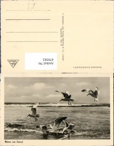 479582,Möwen am Strand Nordseebad Norderney Vogel Vögel
