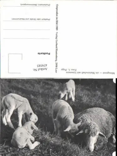 479585,Schafe Mittagsrast ein Mutterschaf m. Lämmern