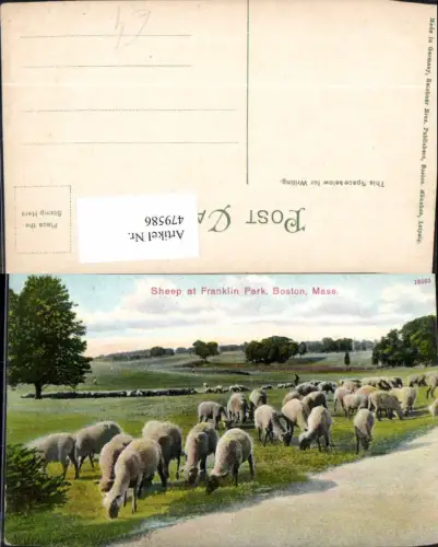 479586,Schafe Sheep at Franklin Park Boston Mass.