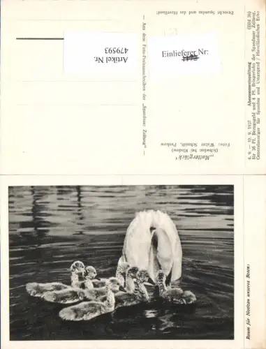 479593,Mutterglück Schwan Schwäne b. Kladow