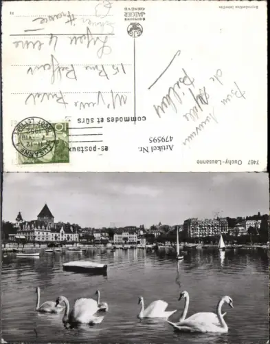 479595,Schwan Schwäne Ouchy Lausanne Boote Segelboote Hafen