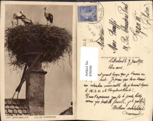 479599,Storch Störche Nest Strasbourg Nid de Cigognes