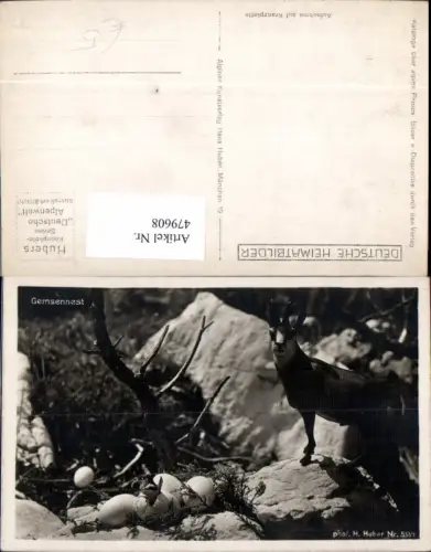 479608,Gemsennest Gämsen Gams Eier Eierschalen