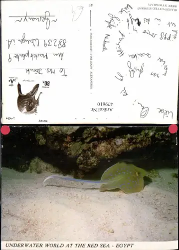 479610,Bluespotted Stingray Rochen Red Sea Egypt Ägypten Rotes Meer
