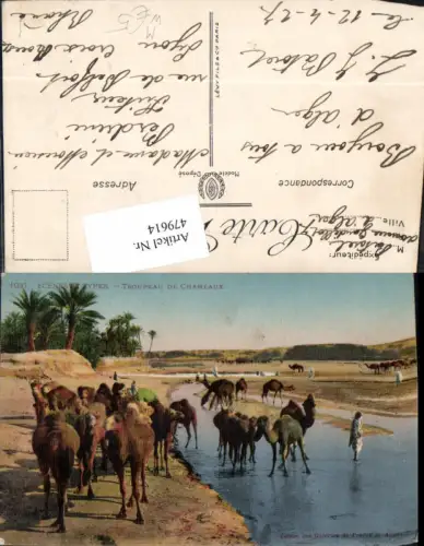 479614,Scenes et Types Troupeau de Chameaux Kamele Alger Algerien