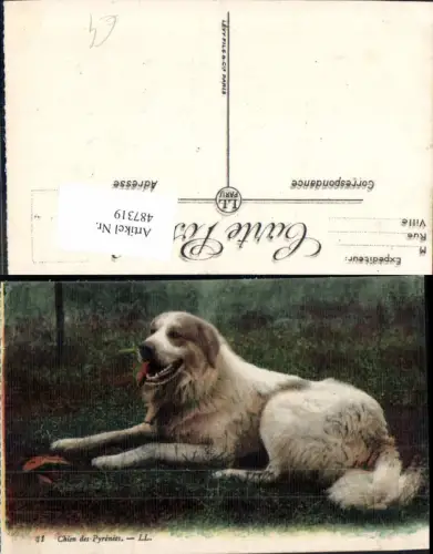 487319,Hund Chien des Pyrenees