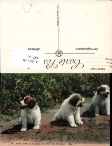 487320,Hunde Hundewelpen Welpen Petits Chiens de Montagne du Chenil-Club d Argeles