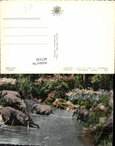 487330,Foto Ak Faune Africaine Troupeau d Elephants au Bain Badende Elefanten