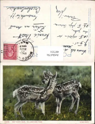 487331,Two Young Deer Yellowstone Park Rehe Rehkitze