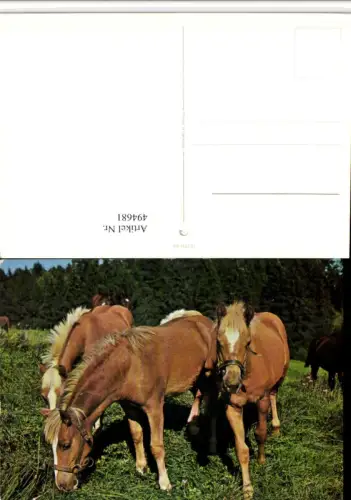 494681,Tiere Pferde Geschirr