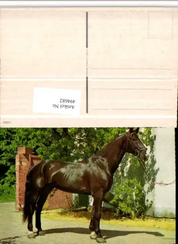 494682,Tier Pferd Geschirr