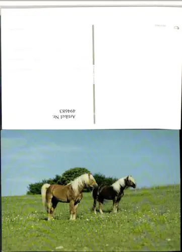 494683,Tiere Pferde Wiese