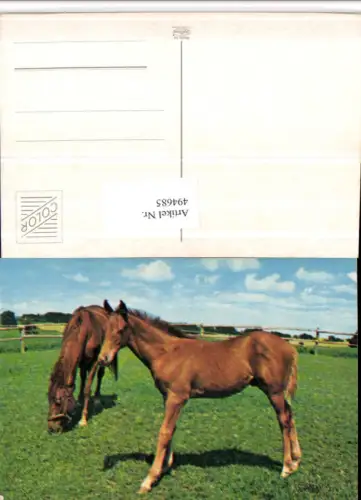 494685,Tiere Pferde Wiese Geschirr