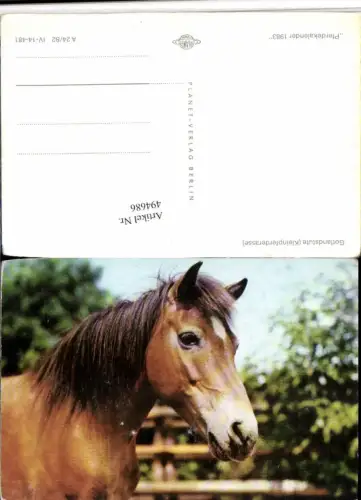494686,Gotlandstute Stute Pferd Kopf