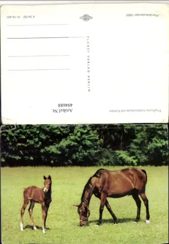 494688,Englische Vollblutstute m. Fohlen Tiere Pferde