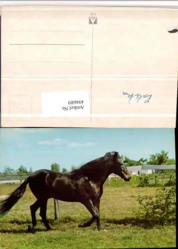 494689,Tier Pferd Zaun