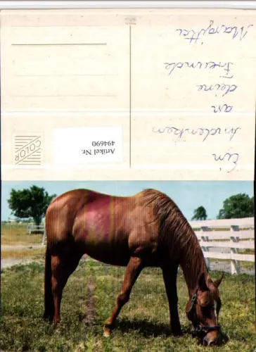 494690,Tier Pferd Geschirr