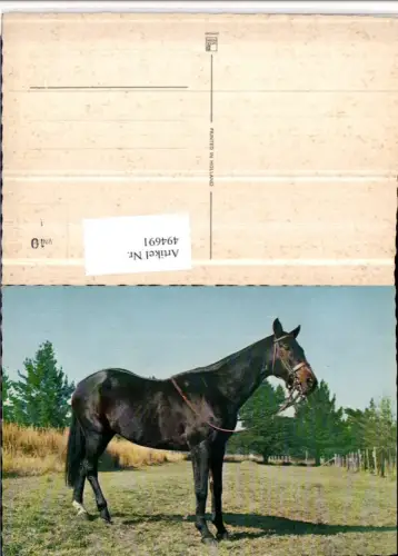 494691,Tier Pferd Geschirr