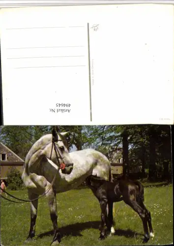 ,Tiere Pferde Pferd Fohlen Geschirr