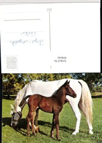 ,Tiere Pferde Pferd Fohlen