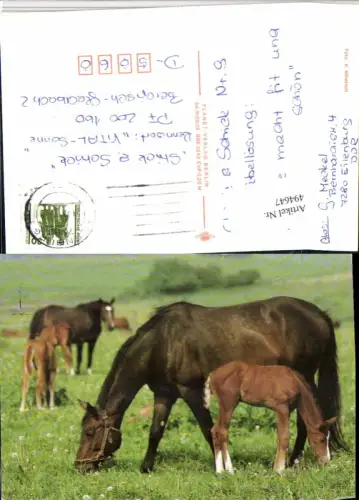 ,Tiere Pferde Pferd Fohlen Geschirr