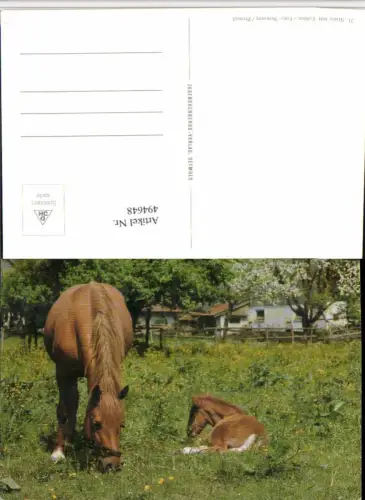,Stute mit Fohlen Tiere Pferde Geschirr
