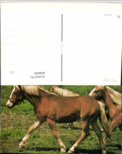 ,Tiere Braune Pferde Pferd Geschirr