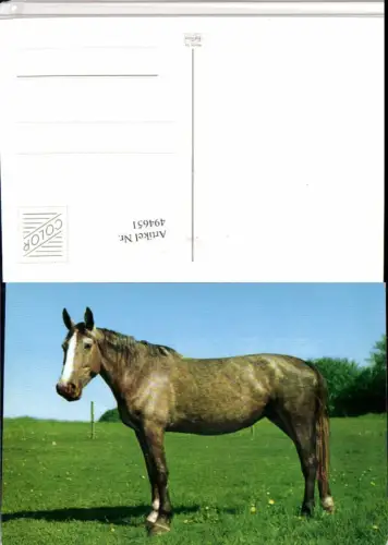 ,Tiere Tier Pferd Wiese