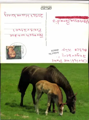 ,Tiere Pferde Stute Fohlen