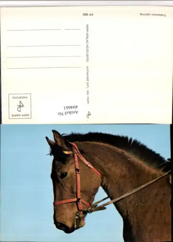 ,Trakehner Jährling Pferd Kopf Geschirr
