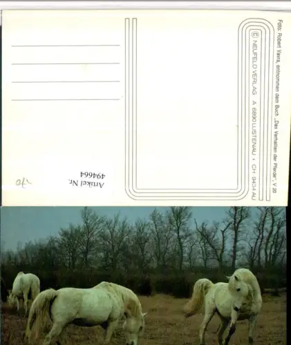 ,Tiere Pferde Schimmel