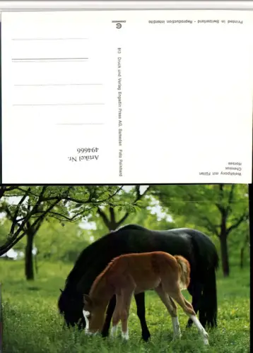 ,Welshpony mit Füllen Pferde Fohlen