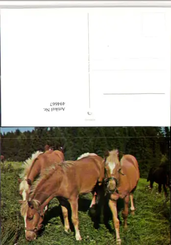 ,Tiere Pferde Geschirr