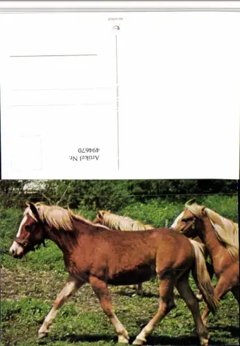 ,Tiere Pferde Geschirr