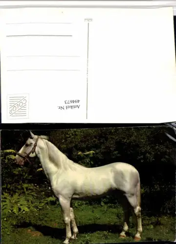 ,Tier Pferd Schimmel Geschirr