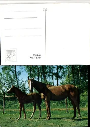 ,Tiere Pferde Fohlen