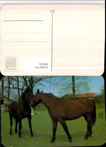 ,Tiere Pferde Geschirr