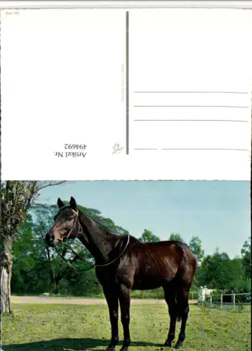 ,Tier Pferd Geschirr