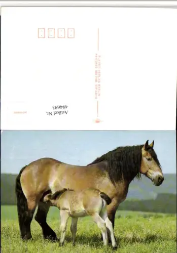 ,Tiere Pferde Stute Fohlen