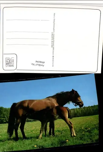 ,Tiere Pferde Stute Geschirr Fohlen
