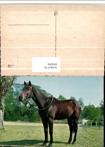 ,Tier Pferd Geschirr