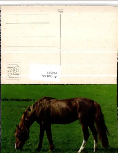 ,Tier Pferd Wiese