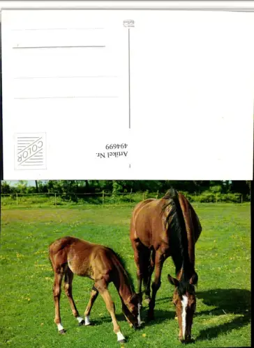 ,Tiere Pferde Stute Fohlen